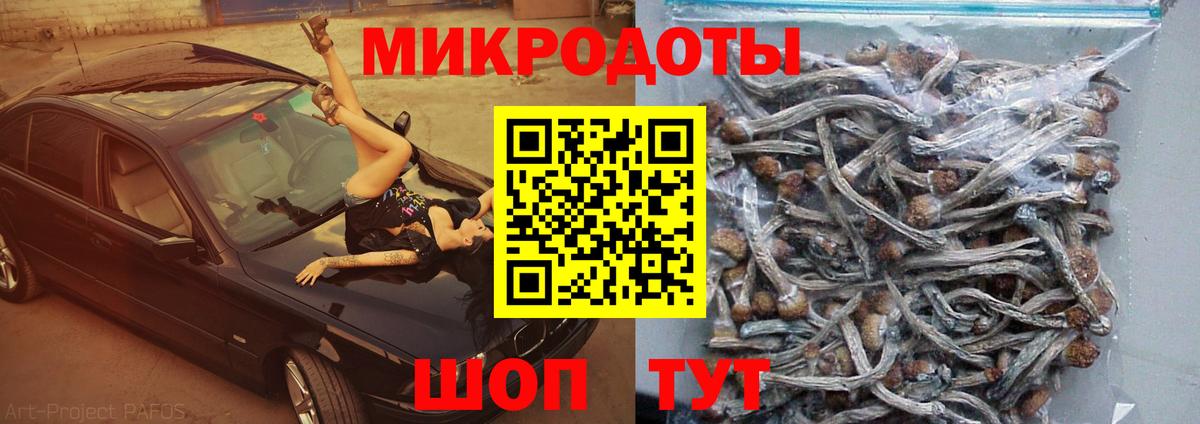 Вышний Волочёк  Псилоцибиновые грибы Psilocybe  Вход с VPN 
